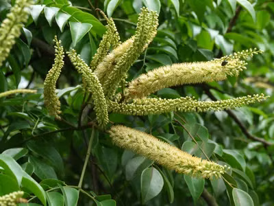 Tuy nhiên, lim xanh sinh trưởng chậm, cần 25 năm trở lên để khai thác.(Ảnh: PictureThis)