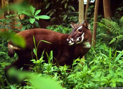 3. Sao La (Việt Nam - Lào): Phát hiện năm 1992 tại Vườn quốc gia Vũ Quang (Hà Tĩnh). Được mệnh danh là “kỳ lân châu Á” do cực kỳ hiếm gặp.(Ảnh: Báo Người lao động)