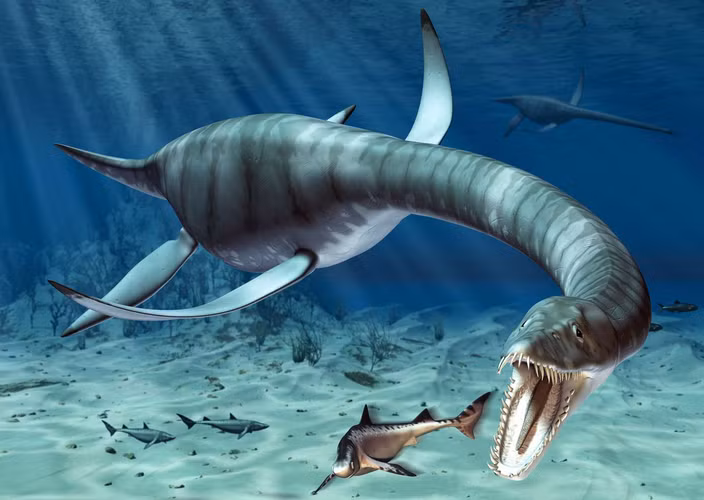Một số giả thiết cho rằng Nessie là hậu duệ của loài Plesiosaurus - bò sát sống dưới nước thời khủng long, hoặc chỉ là lươn khổng lồ đột biến. Gần đây, các nghiên cứu ADN từ nước hồ không phát hiện dấu vết của khủng long, nhưng lại tìm thấy lượng lớn ADN của loài lươn, củng cố giả thuyết này. (Ảnh: Thoughtco)