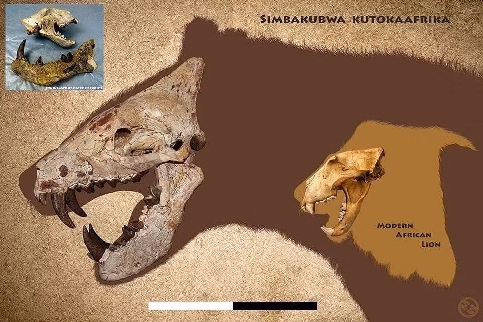 Một loài quái thú cổ đại khổng lồ tên Simbakubwa kutokaafrika vừa được phát hiện trong kho lưu trữ hóa thạch của Bảo tàng Quốc gia Nairobi, Kenya. (Ảnh: Thanh niên Việt)