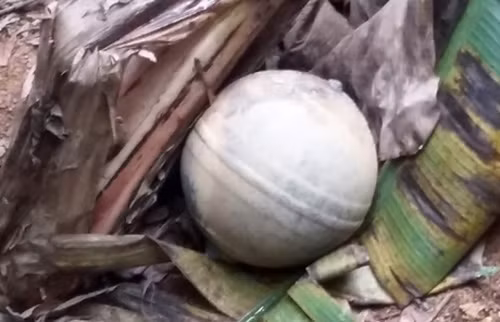 Thu giai ma nguon goc vat the la roi o Tuyen Quang, Yen Bai-Hinh-2