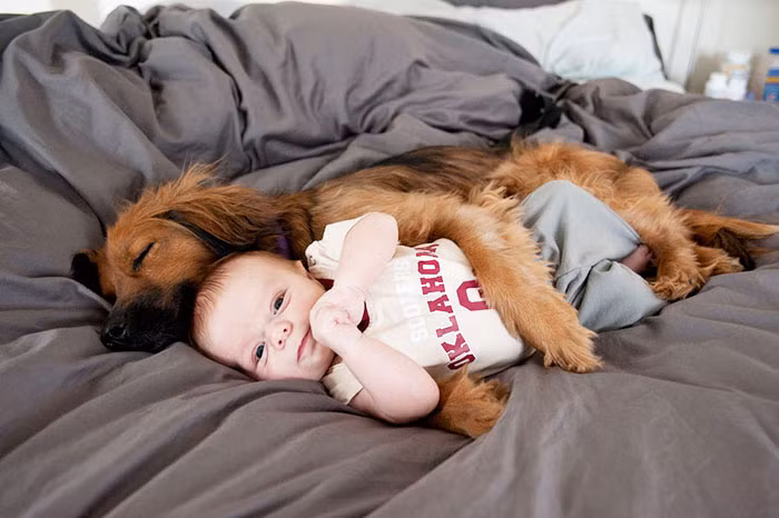 Dáng vẻ hung dữ với kẻ thù nhưng vô cùng hiền hòa, quấn quýt với các bé.