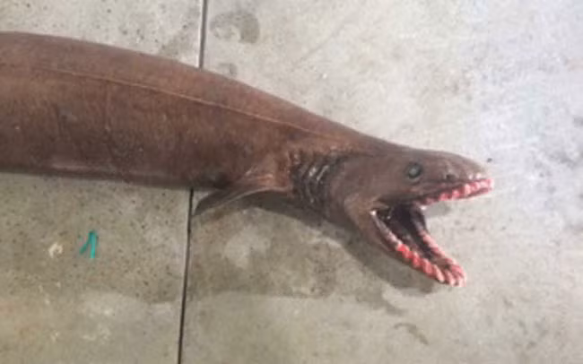 Các ngư dân đã bắt được một con cá mập thằn lằn (Chlamydoselachus anguineus) tại vùng biển ngoài khơi Victoria, Australia. Quái vật xấu xí này có tới 300 chiếc răng nằm trên 25 hàng khác nhau.