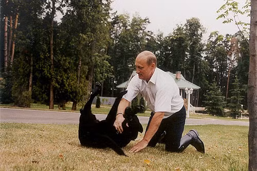 Koni cũng nhận được rất nhiều sự ưu đãi của ông Putin, khi ông lên sân khấu phát biểu trong lễ mừng năm mới năm 2004 của trẻ em tại Cung điện Kremlin, Koni thoát khỏi sự kiểm soát và chạy lên sân khấu, đứng bên cạnh chủ nhân của mình và nhận được rất nhiều sự chú ý từ giới truyền thông.