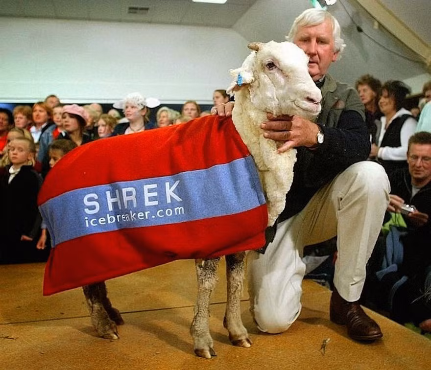 Shrek sau đó cũng xuất hiện trên các mặt báo lớn, được tham gia cuộc diễu hành quốc gia, thường đến thăm người già và trẻ em bị bệnh. Thậm chí Shrek cũng có mặt trên truyền hình, tham dự sự kiện công cộng để gây quỹ cho các tổ chức từ thiện. Một số nghệ sĩ còn viết tự truyện thay Shrek, sản xuất phim hoạt hình về cuộc phiêu lưu suốt 6 năm của chú cừu nổi tiếng. (Nguồn Youthwant)