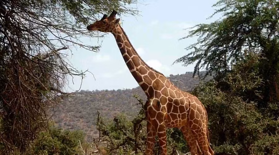 Trong ảnh là hươu cao cổ Somali, sống ở đông bắc Kenya, miền nam Ethiopia và Somalia. Đây cũng là loài hươu cao cổ có bộ lông khác biệt. (Ảnh: Sina)