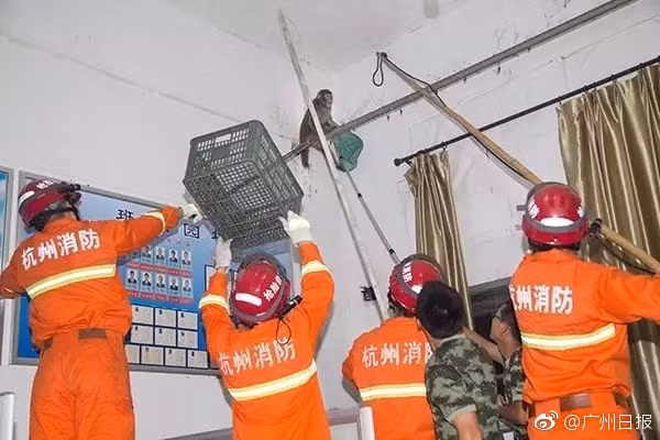 Tuy nhiên, khi thấy những chiến sĩ cảnh sát đến gần, con khỉ nghịch ngợm điên cuồng chống trả, nó không ngừng xua tay, từ chối sự tiếp cận của con người. (Nguồn Sina)