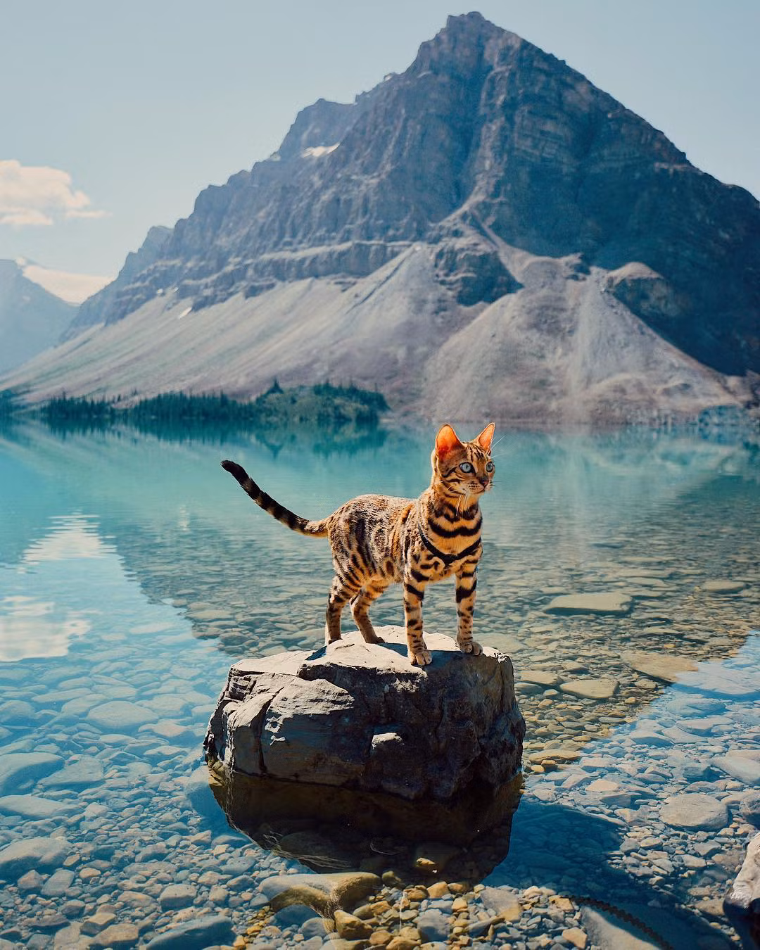 Suki là một con mèo Bengal đực tuyệt đẹp, chú mèo này sở hữu tới 188.000 người hâm mộ trên Instagram, trang mạng xã hội chia sẻ ảnh lớn nhất thế giới. (Nguồn Youthwant)