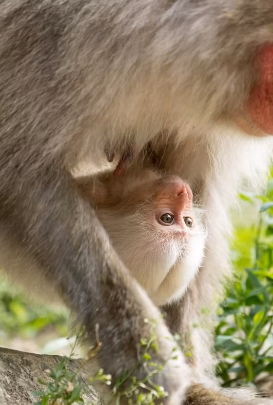 Được biết, đây là con khỉ trắng đầu tiên xuất hiện tại công viên sau 51 năm kể từ ngày thành lập. Trong ảnh, khỉ trắng đang bám chặt lấy người mẹ đòi bế, trông nó vô cùng đáng yêu. (Nguồn Sina)