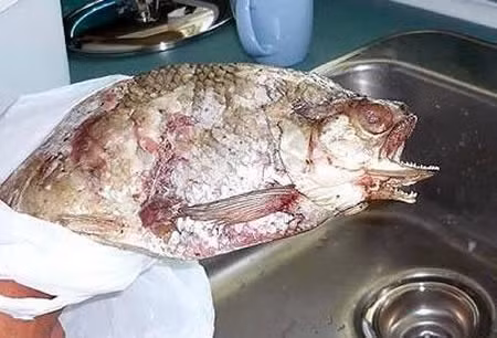 Tuy rằng không có hai đầu nhưng con cá này mọc thêm một cái miệng rất đáng sợ ở ngay phía dưới. Nó được đánh bắt tại hồ Athabasca, Canada. (Ảnh: Oddstuff)