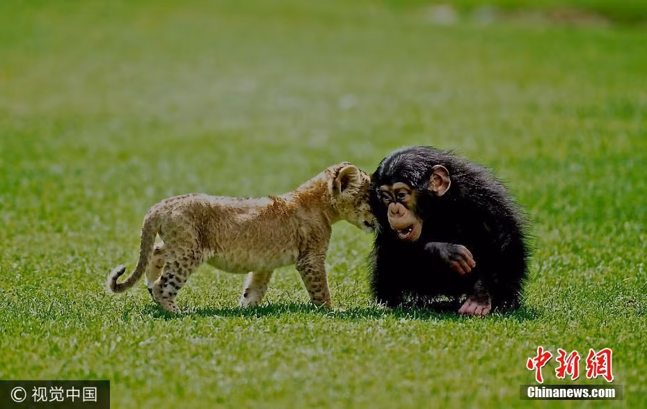Theo thông tin đăng tải, sư tử con đáng thương có tên là Brave, khi được tìm thấy, Brave đã bị bỏ rơi trong một chiếc xe tại trạm kiểm soát an ninh Thổ Nhĩ Kỳ. Lúc đó, sư tử con mới chỉ khoảng một tháng tuổi, vô cùng yêu đuối. (Nguồn Chinanews)
