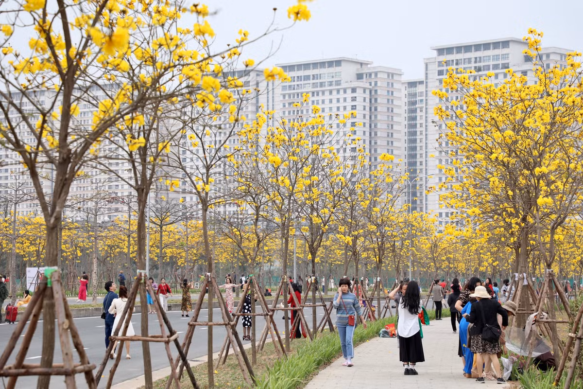 Những ngày gần đây, hàng trăm cây phong linh đồng loạt nở rộ dọc con đường dài gần 1km thuộc khu đô thị ParkCity Hanoi (La Khê, Hà Đông, Hà Nội) đang thu hút đông đảo người dân tới tham quan, chụp ảnh.