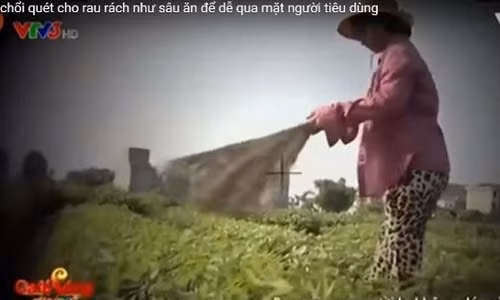 VTV dinh chi phong vien thuc hien phong su “Cay choi quet rau“