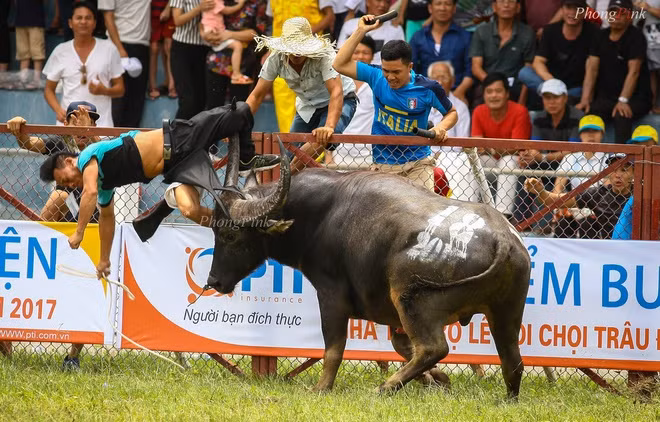 Tại vòng loại Hội chọi trâu Đồ Sơn năm 2017 vào ngày 1/7, trâu số 18 của ông Đinh Xuân Hướng tranh tài cùng trâu số 23 vào vòng chung kết, bất ngờ quay lại rượt đuổi và húc chính chủ của mình khiến ông Hướng tử vong sau đó. Sau sự cố này, công tác quản lý, tổ chức lễ hội chọi trâu được siết chặt hơn nhằm đảm bảo an toàn cho chủ trâu và những người dự hội. 