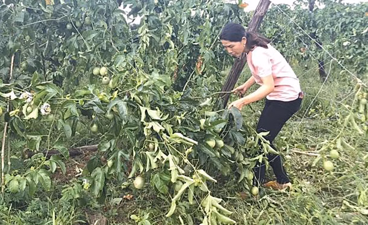Nong dan khoc rong vi vuon chanh day bi pha, thiet hai hang tram trieu dong
