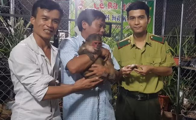 Hạt Kiểm lâm huyện Nam Đông (Thừa Thiên Huế) thông báo cơ quan này đã tiếp nhận 2 cá thể động vật hoang dã quý hiếm. Anh Trương Triển, trú thôn 1, xã Hương Lộc, huyện Nam Đông tự nguyện giao nộp 2 cá thể này.
