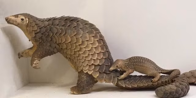 Mỗi cá thể tê tê Java trưởng thành có thể nặng tới 10 kg. Con đực thường có trọng lượng lớn hơn con cái.