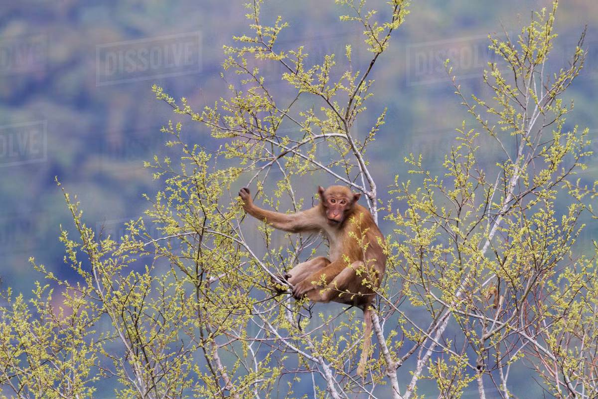 Khỉ mốc có tên khoa học là Macaca assamensis, thuộc họ Khỉ, bộ Linh trưởng. Đây là động vật rừng quý hiếm nhóm IIB. Đây là loài động vật rừng nguy cấp, quý, hiếm, cần được bảo vệ, bảo tồn và phát triển. Loài khỉ mốc có kích thước và trọng lượng lớn hơn nhiều loài khỉ khác. Khi trưởng thành, mỗi cá thể có thể nặng từ 6,5 - 12 kg.