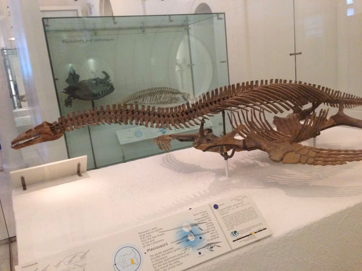 Vào vào thời kỷ Jura, loài plesiosaur từng tung hoành trong lòng biển vào thời điểm Nam cực còn là một phần của siêu lục địa Gondwana, lúc đó bao gồm: Australia, New Zealand, châu Phi, Nam Mỹ, Madagascar, Ấn Độ và châu Nam cực.