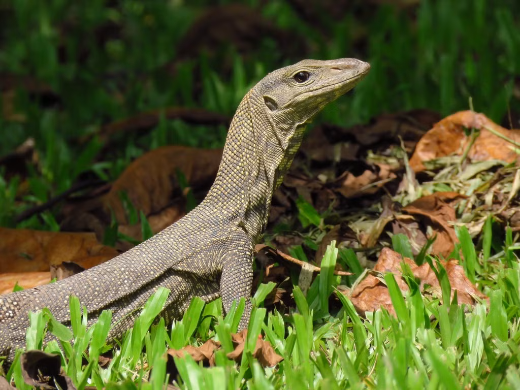 Kỳ đà vân có tên khoa học là Varanus nebulosus, thuộc nhóm động vật biến nhiệt, phân bổ ở một số nước Đông Nam Á. Loài này có thân màu xám, rải rác các đốm vàng nhỏ. Chúng thuộc nhóm IB trong danh mục động vật rừng nguy cấp quý hiếm (theo Nghị định 84/2021).