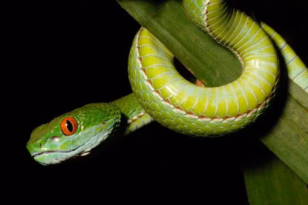 Rắn lục mắt đỏ Trimeresurus stejneger sống lặng lẽ trong bóng đêm mịt mùng các khu rừng thường xanh. Tuy nhiên, đây là loài rắn cực độc.