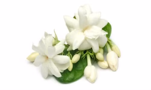 Tẩy tế bào chết, trị mụn trứng cá an toàn bằng hoa nhài Tay te bao chet, tri mun trung ca an toan bang hoa nhai