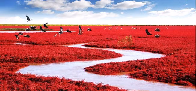 Biển Đỏ (Red Beach) ở Trung Quốc nổi tiếng thế giới khi bãi biển đỏ thẫm do sự phát triển của một loài cỏ dại phát triển vào mùa thu.