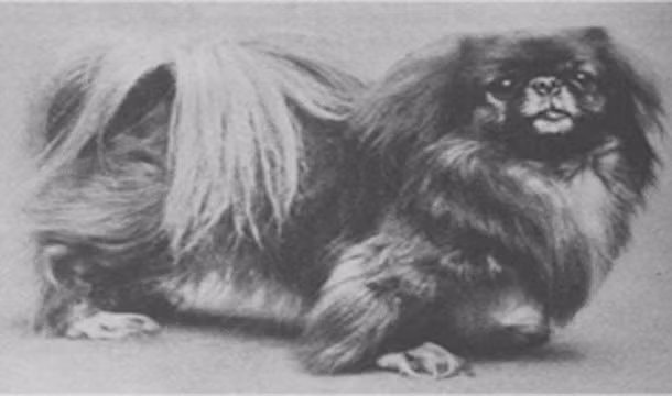 Trên chuyến tàu định mệnh ngày 14/4/1912, 12 con chó có mặt trên chuyến đi tử thần đó. Chỉ có ba con trong số đó được cứu sống.