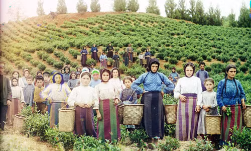 Không chỉ chụp những người giàu có hay những địa điểm nổi tiếng, ông Prokudin-Gorsky còn chụp ảnh cuộc sống giản dị của người dân. Trong ảnh là các công nhân người Hy Lạp làm việc trên đồi chè.