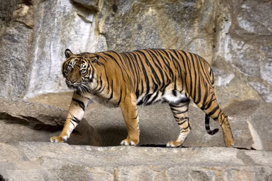 2. Hổ Sumatra: Loài hổ này chỉ còn tồn tại tại đảo Sumatra, Indonesia, với số lượng chỉ khoảng 400 cá thể. Chúng đang bị đe dọa bởi săn bắt và mất môi trường sống do khai thác gỗ và trồng cọ dầu.(Ảnh: Wikipedia)