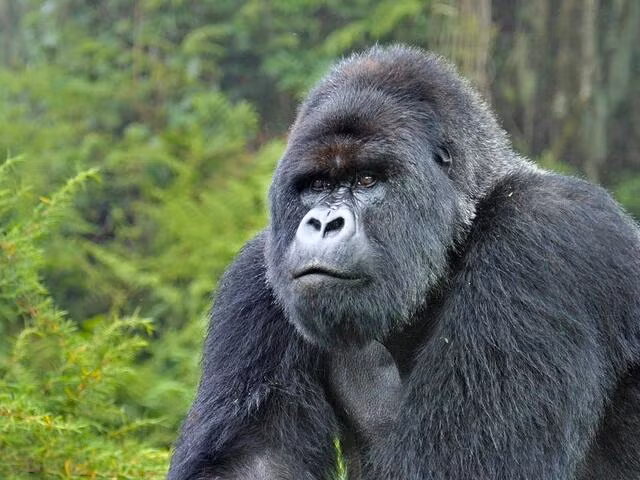 6. Gorilla núi: Loài khỉ đột này chỉ còn khoảng 1.000 cá thể sống sót ở các vùng núi của Rwanda, Uganda và Cộng hòa Dân chủ Congo. Chúng bị đe dọa bởi săn bắt và bệnh tật, cũng như sự suy giảm môi trường sống do khai thác mỏ và xung đột vũ trang.(Ảnh: World Wildlife Fund)