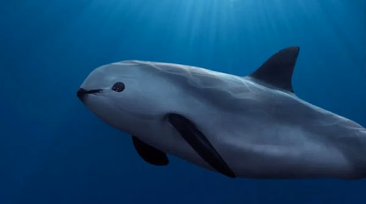 4. Cá cơm Vaquita: Loài cá heo nhỏ bé này chỉ còn khoảng 10 cá thể tồn tại trong vùng biển phía Bắc Vịnh California, Mexico. Hoạt động đánh bắt cá quá mức và việc sử dụng lưới kéo đang đẩy loài này đến bờ vực tuyệt chủng.(Ảnh: Smithsonian Magazine)