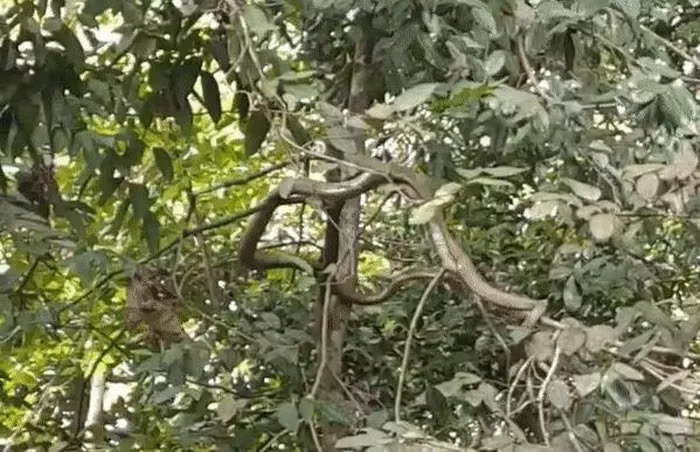 Nhóm người này suy đoán rằng con " quái thú" có thể đang săn một con khỉ gần đó. Rắn hổ mang chúa, loài rắn độc lớn nhất thế giới, hiện đang có nguy cơ tuyệt chủng do mất môi trường sống và bị săn bắt. (Ảnh cắt tư clip)