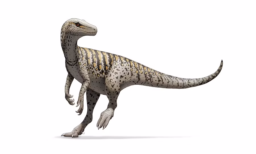 Các nhà cổ sinh vật học Brazil vừa phát hiện một hóa thạch khủng long thuộc dòng dõi Herrerasauridae, một trong những nhóm khủng long ăn thịt cổ xưa nhất, bên bờ hồ ở São João do Polêsine, Brazil. (Ảnh: Dinopedia)