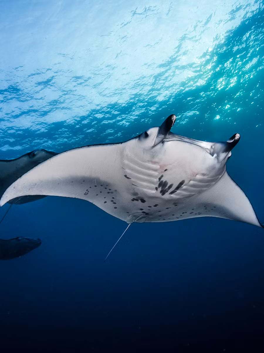 Cá đuối manta, thuộc chi Manta trong họ Mobulidae, là một trong những loài cá đuối lớn nhất trên thế giới. Với hai loài chính là Manta birostris (cá nạng hải) và Manta alfredi (cá nạng hải rạn san hô), cá đuối manta có thể được tìm thấy ở các vùng biển ôn đới, cận nhiệt đới và nhiệt đới. Ảnh: National Geographic)