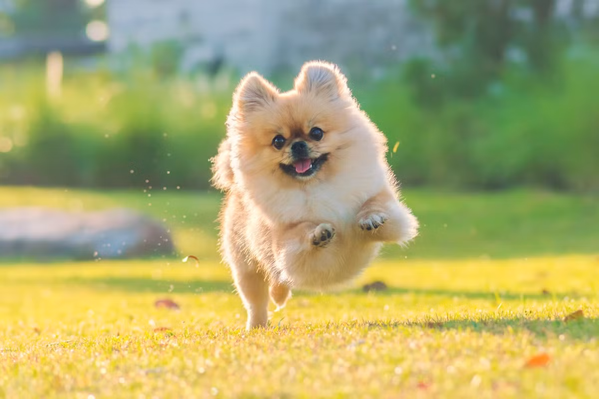 Chúng sở hữu tiếng sủa vang rền, dai dẳng không dứt và khả năng cảnh giác cao độ. (Ảnh: warsaw dog)