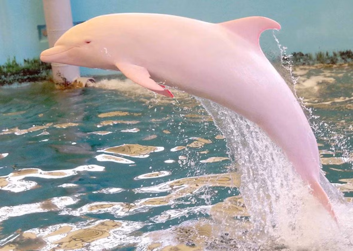 7. Cá heo bạch tạng Pinky: Cá heo bạch tạng Pinky được phát hiện tại bang Louisiana, Mỹ. Pinky có màu hồng nhạt do tình trạng bạch tạng, điều này khiến cô nàng trở nên đặc biệt trong số các loài cá heo thông thường. Pinky thường xuất hiện gần các tàu du lịch và đã trở thành biểu tượng của vùng biển nơi cô sinh sống. (Ảnh: slate)
