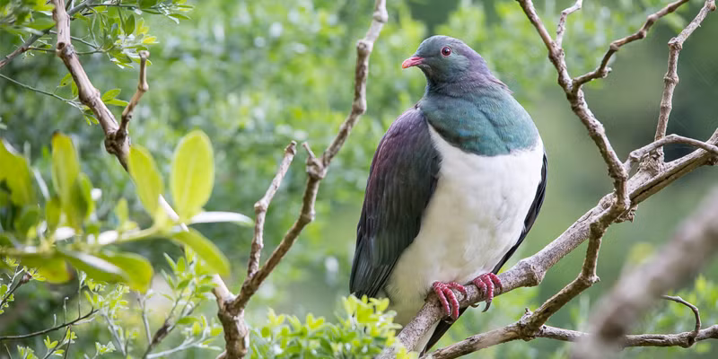 Loài chim bồ câu gỗ New Zealand, hay còn gọi là bồ câu Kereru, nổi tiếng với biệt danh “những gã say xỉn trên trời” do một thói quen ăn uống đặc biệt. (Ảnh: Zealandia)