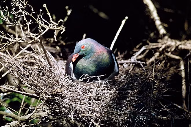 Một con bồ câu Kereru mái chỉ có thể đẻ một quả trứng mỗi lần sinh sản và phải mất 28 ngày để trứng nở.(Ảnh: Te Ara Encyclopedia of New Zealand)