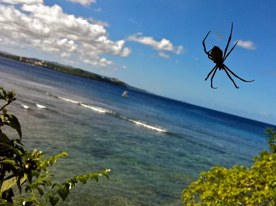 2. Đảo nhện Guam, Thái Bình Dương: Khi đặt chân lên đảo này, bạn sẽ rợn người khi thấy bất cứ nơi đâu cũng là mạng nhện cùng hàng ngàn, hạng vạn con nhện lớn và nhỏ. Số lượng nhện trên đảo Guam nhiều gấp 40 lần so với hòn đảo khác trong khu vực.