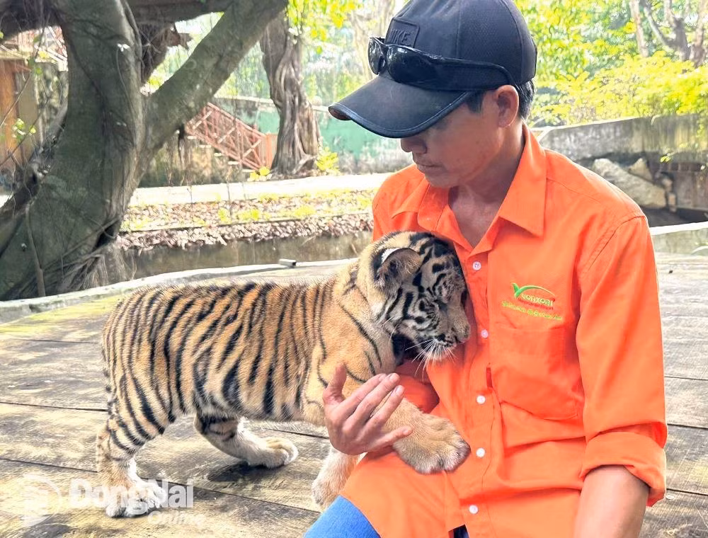 Một hổ mẹ Bengal sinh 2 con vào đầu tháng 8 và hổ mẹ còn lại sinh 3 con vài ngày trước. Những hổ con hiện đang được mẹ nuôi dưỡng và chăm sóc kỹ lưỡng. Tổng số hổ Bengal tại khu du lịch này đã tăng lên 52 cá thể. Vườn Xoài hiện có hơn 90 loài động vật hoang dã quý hiếm, với quy mô bảo tồn và chăm sóc động vật được đánh giá cao. (Ảnh: Ngọc Liên/ Báo Đồng Nai)