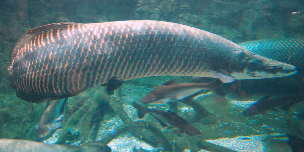 Cá hải tượng hay hải tượng long, tên khoa học Arapaima gigas lần đầu tiên được phát hiện tại lưu vực dòng sông Amazon. Đây là loài cá quý hiếm đã được đưa vào sách Đỏ thế giới. (Ảnh: Wikipedia)