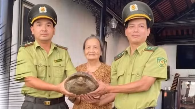 Chi cục Kiểm lâm Thừa Thiên Huế vừa tiếp nhận một cá thể rùa sen vàng quý hiếm do bà Nguyễn Thị Song ở TP Huế tự nguyện giao nộp. Loài rùa này, có tên khoa học là Heosemys grandis, còn gọi là rùa đất lớn nằm trong Sách Đỏ Việt Nam và cần được bảo vệ nghiêm ngặt. (Ảnh: Sài Gòn Giải Phóng Online)