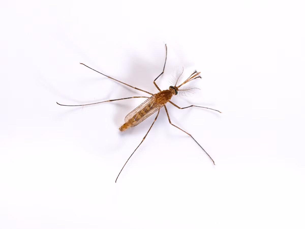 1. Muỗi Culex Male: Muỗi đực thuộc chi Culex thường bị nhầm lẫn với muỗi cái cùng loài, vốn là những con muỗi thực sự đốt người. Thực tế, muỗi đực hoàn toàn vô hại, chúng không hút máu mà chỉ sống bằng mật hoa và các loại thực vật. (Ảnh:PestWorld)