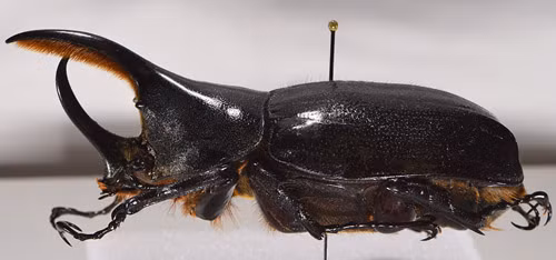 Bọ cánh cứng lực sỹ có thể đạt chiều dài lên đến 17 cm (tính cả sừng). (Ảnh:Entomology)