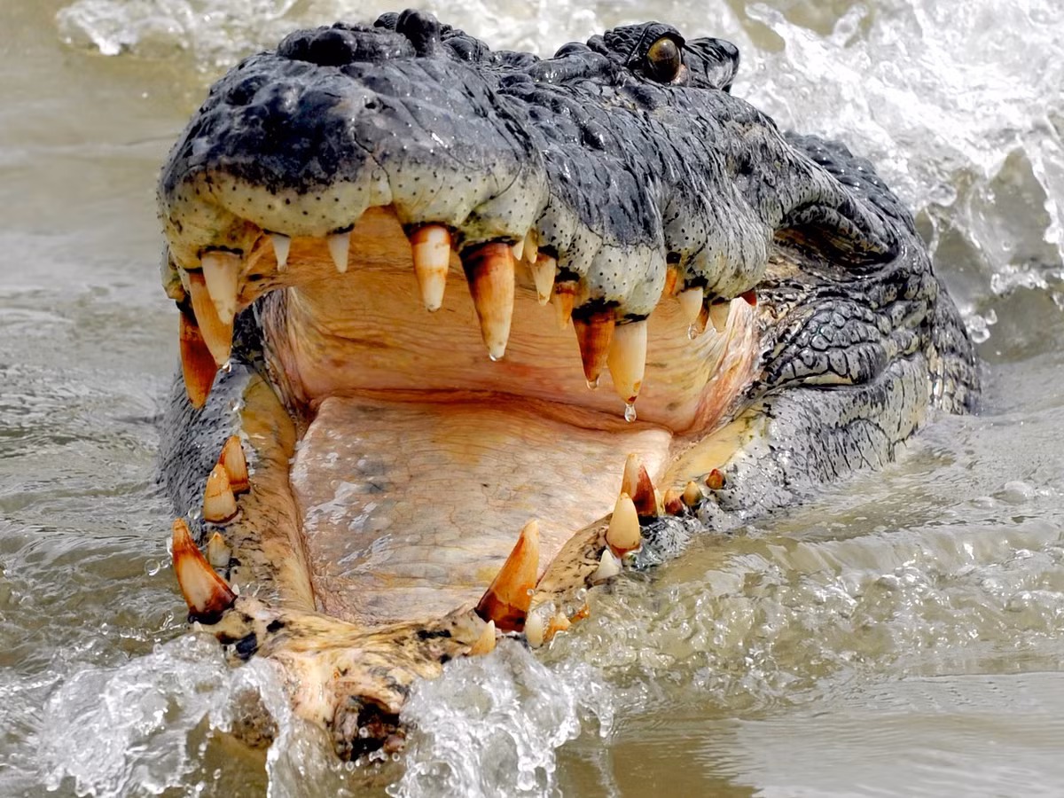 1. Cá sấu nước mặn (Saltwater Crocodile): Cá sấu nước mặn không chỉ là loài bò sát lớn nhất còn sống mà còn là kẻ sở hữu lực cắn mạnh nhất trong giới động vật. Với lực cắn lên đến 3.700 psi, chúng có thể dễ dàng nghiền nát xương của con mồi. Lực cắn này giúp cá sấu nước mặn trở thành một trong những kẻ săn mồi đáng sợ nhất trong thế giới tự nhiên. (Ảnh:The Guardian)