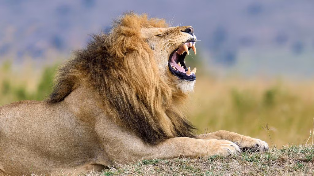 4. Sư tử (Lion): Dù lực cắn của sư tử không phải là mạnh nhất trong vương quốc động vật, nhưng nó vẫn rất đáng gờm. Sư tử sử dụng lực cắn của mình để tóm gọn và giết chết con mồi, thường là các loài động vật có kích thước lớn hơn nhiều. (Ảnh:BBC)