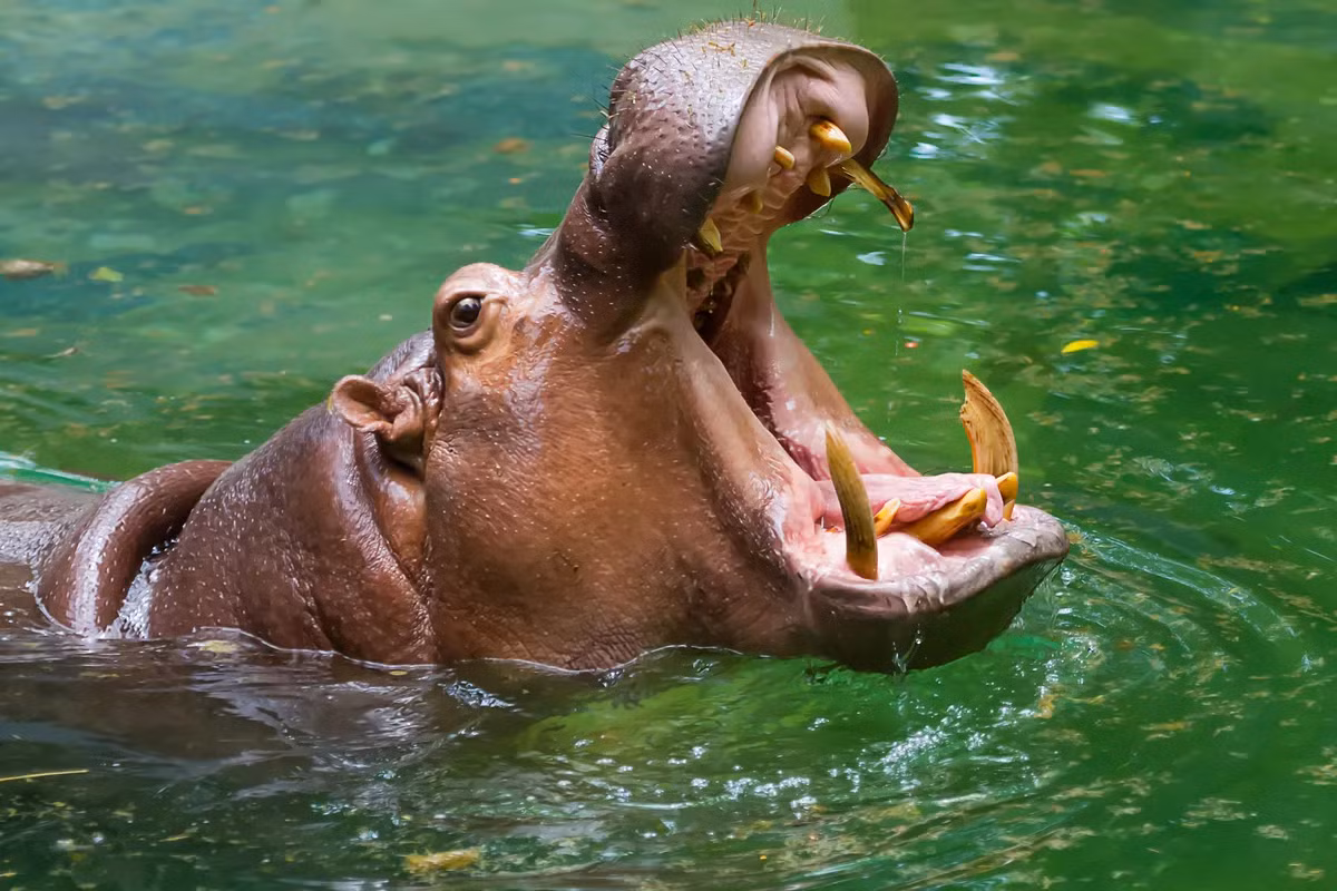 2. Hà mã (Hippopotamus): Mặc dù là động vật ăn cỏ, hà mã có lực cắn cực kỳ mạnh, đủ để nghiền nát bất cứ thứ gì nằm trong miệng của nó. Hà mã được biết đến là loài hung hãn và nguy hiểm, chúng có thể cắn đứt đôi một chiếc thuyền nhỏ hoặc làm trọng thương những kẻ đe dọa chúng.(Ảnh:BBC Wildlife Magazine)