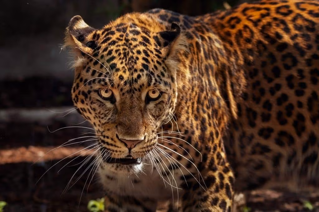 5. Báo đốm (Jaguar): Báo đốm là loài mèo lớn có lực cắn mạnh nhất so với kích thước cơ thể. Với lực cắn lên đến 1.500 psi, báo đốm có thể xuyên thủng sọ của con mồi, một kỹ thuật săn mồi độc đáo và vô cùng hiệu quả.(Ảnh:Earth.Org)