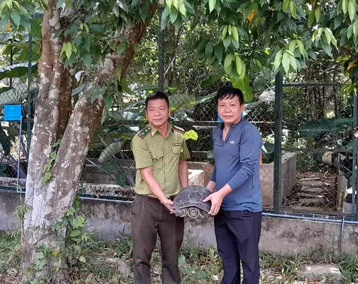Anh Phan Văn Bình, người dân sống tại xã Thanh Trạch, huyện Bố Trạch, tỉnh Quảng Bình, đã phát hiện và bắt được một cá thể rùa răng quý hiếm nặng hơn 15 kg trong lúc đi làm đồng. (Ảnh: N.HẢI)